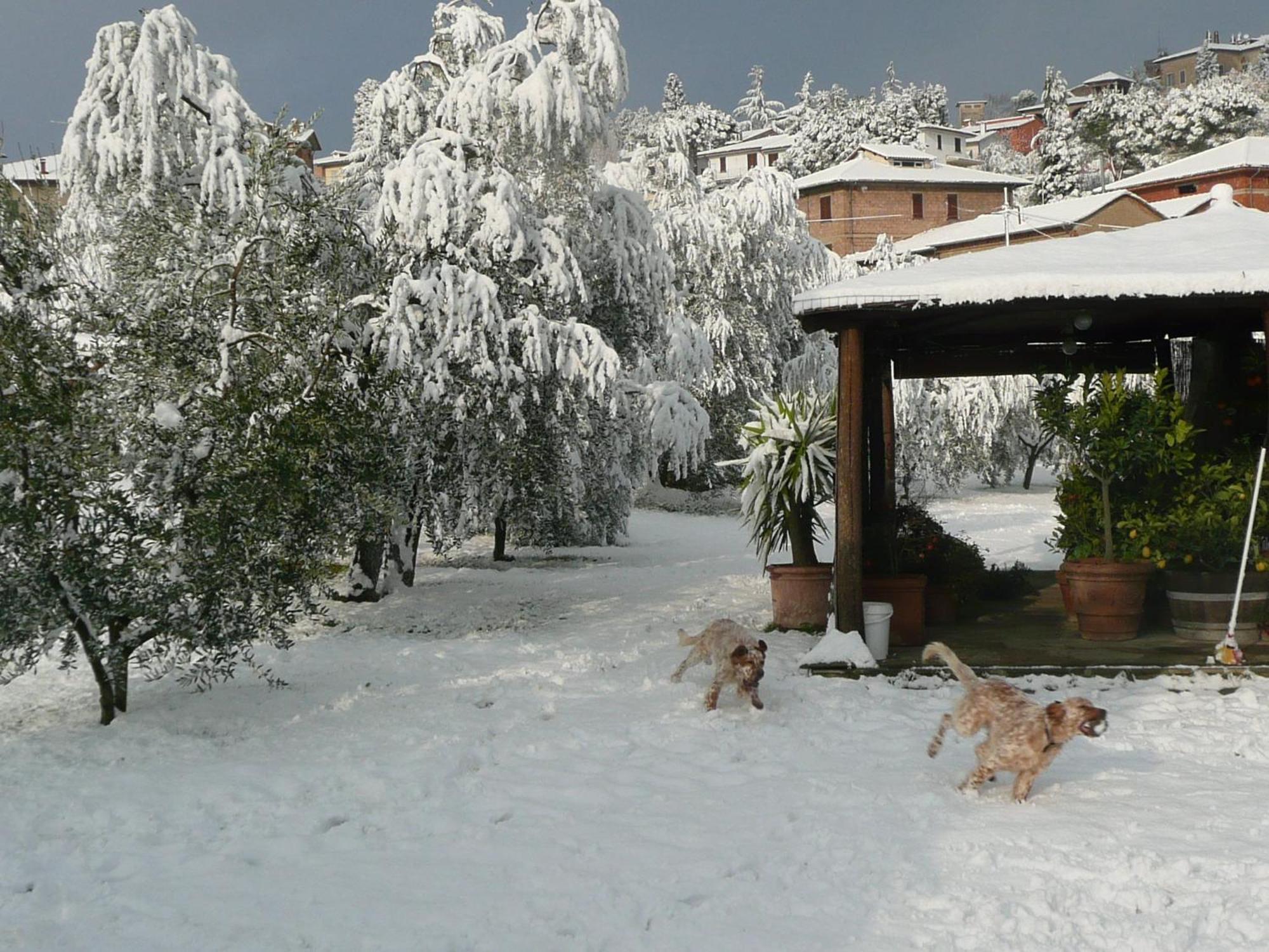 Il Baraccotto Bed & Breakfast Lucignano Dış mekan fotoğraf